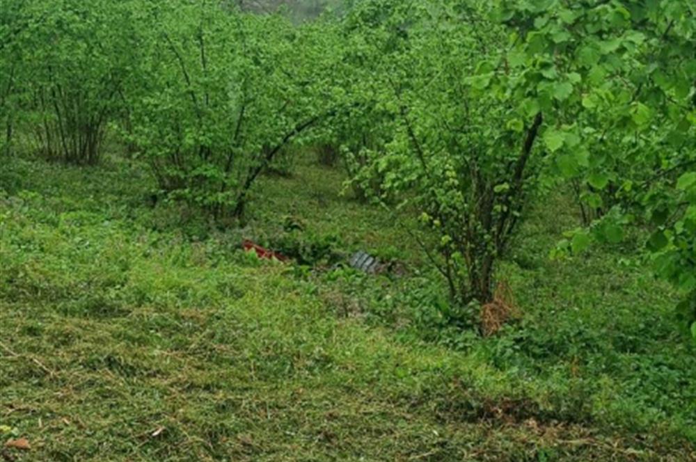 🌿 Ordu Neneli Mahallesi’nde Doğayla İç İçe Satılık Fındık Bahçesi ve Ev