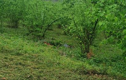 🌿 Ordu Neneli Mahallesi’nde Doğayla İç İçe Satılık Fındık Bahçesi ve Ev