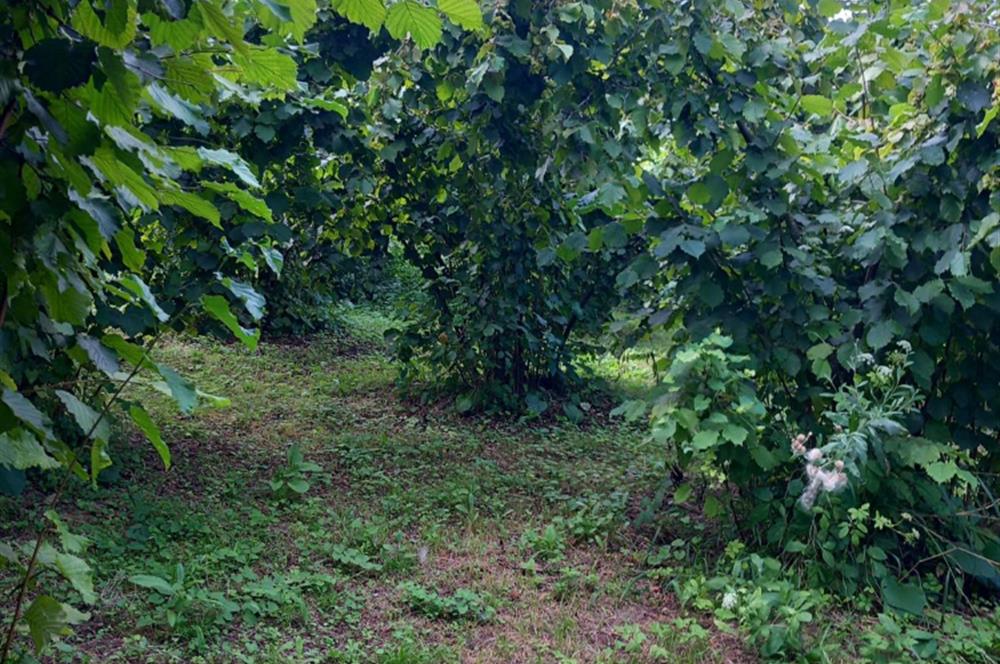 🌿 Ordu Neneli Mahallesi’nde Doğayla İç İçe Satılık Fındık Bahçesi ve Ev