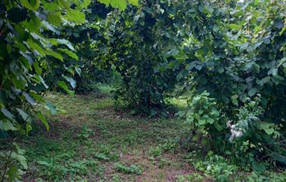 🌿 Ordu Neneli Mahallesi’nde Doğayla İç İçe Satılık Fındık Bahçesi ve Ev