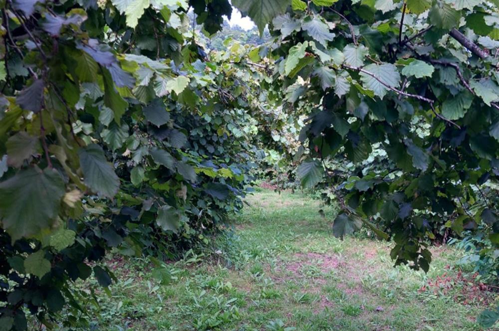 🌿 Ordu Neneli Mahallesi’nde Doğayla İç İçe Satılık Fındık Bahçesi ve Ev