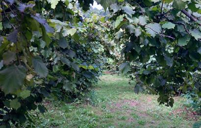🌿 Ordu Neneli Mahallesi’nde Doğayla İç İçe Satılık Fındık Bahçesi ve Ev