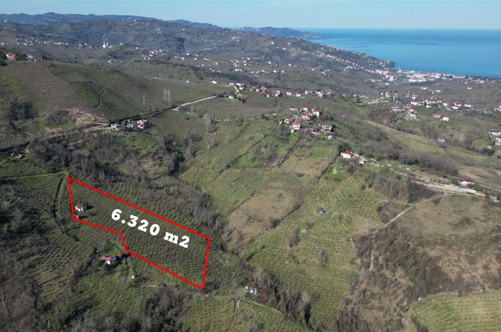 🌿 Ordu Neneli Mahallesi’nde Doğayla İç İçe Satılık Fındık Bahçesi ve Ev