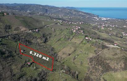 🌿 Ordu Neneli Mahallesi’nde Doğayla İç İçe Satılık Fındık Bahçesi ve Ev