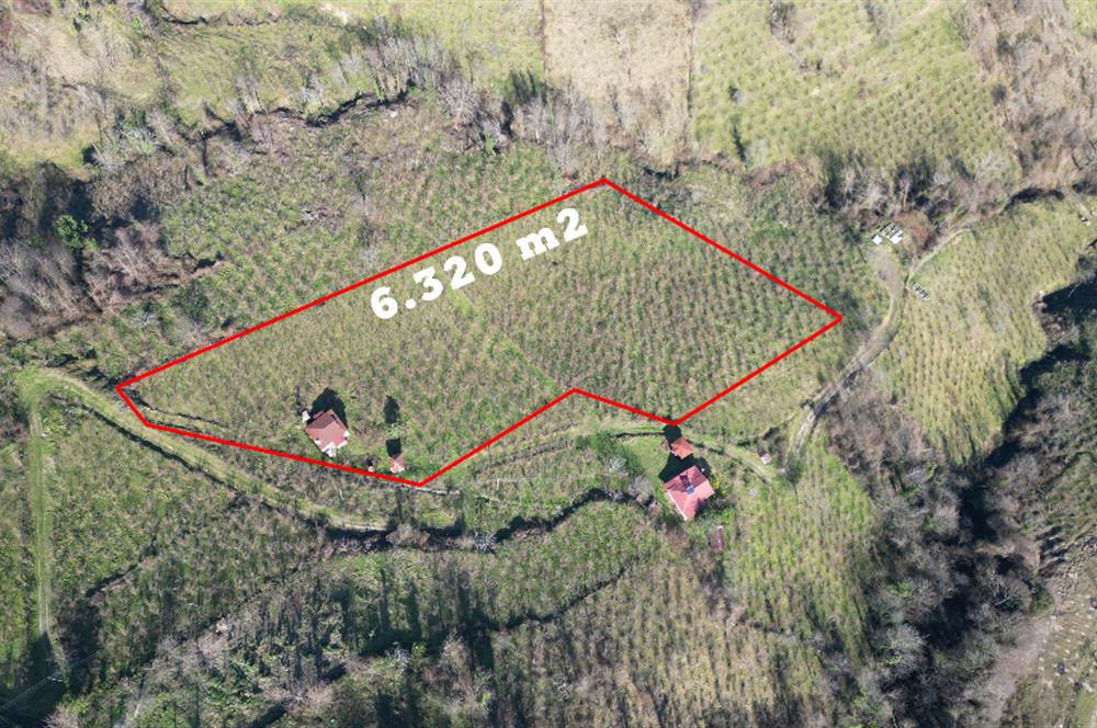 🌿 Ordu Neneli Mahallesi’nde Doğayla İç İçe Satılık Fındık Bahçesi ve Ev