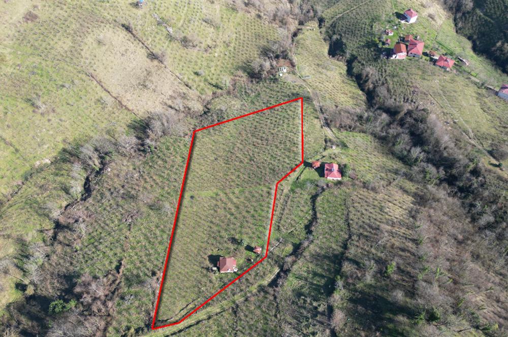 🌿 Ordu Neneli Mahallesi’nde Doğayla İç İçe Satılık Fındık Bahçesi ve Ev