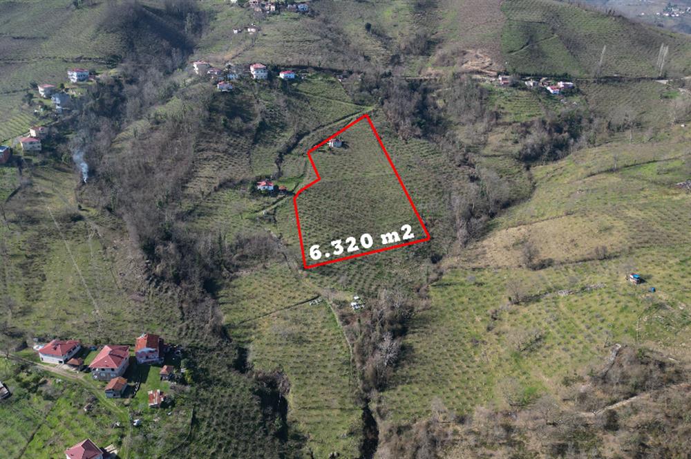 🌿 Ordu Neneli Mahallesi’nde Doğayla İç İçe Satılık Fındık Bahçesi ve Ev