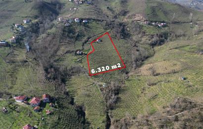 🌿 Ordu Neneli Mahallesi’nde Doğayla İç İçe Satılık Fındık Bahçesi ve Ev