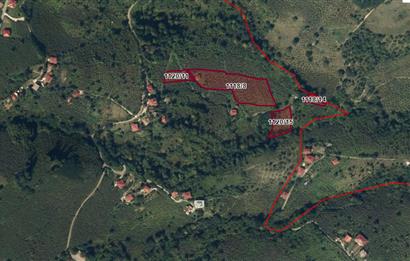 🌿 Ordu Neneli Mahallesi’nde Doğayla İç İçe Satılık Fındık Bahçesi ve Ev