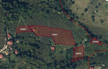 🌿 Ordu Neneli Mahallesi’nde Doğayla İç İçe Satılık Fındık Bahçesi ve Ev