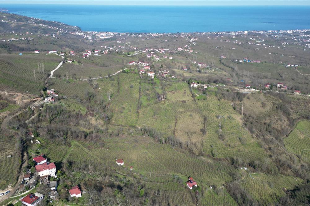 🌿 Ordu Neneli Mahallesi’nde Doğayla İç İçe Satılık Fındık Bahçesi ve Ev
