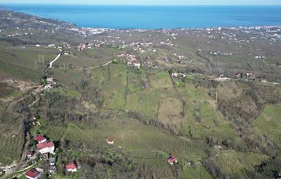 🌿 Ordu Neneli Mahallesi’nde Doğayla İç İçe Satılık Fındık Bahçesi ve Ev