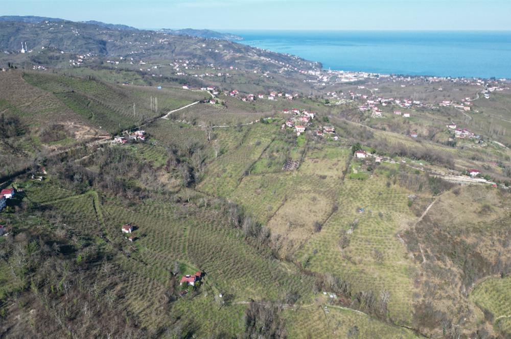 🌿 Ordu Neneli Mahallesi’nde Doğayla İç İçe Satılık Fındık Bahçesi ve Ev