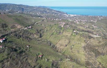 🌿 Ordu Neneli Mahallesi’nde Doğayla İç İçe Satılık Fındık Bahçesi ve Ev