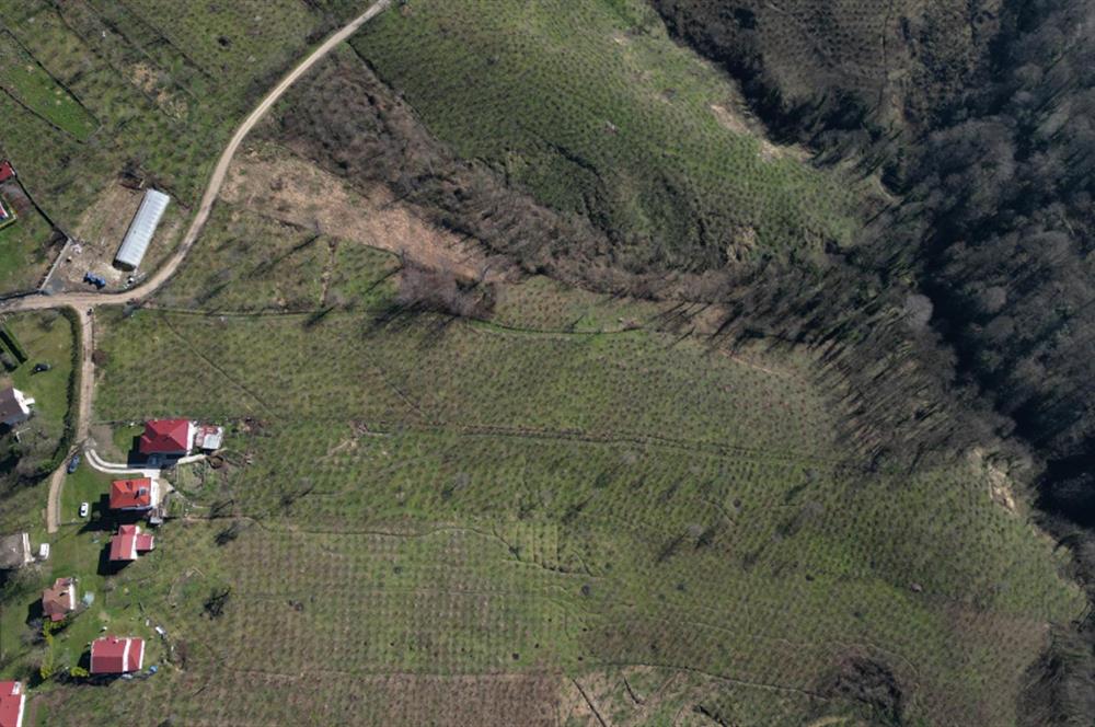 C 21 DEN DELİKKAYA ÖVÜNDÜK MAH. 18.600 M2 FINDIK BAHÇESİ 