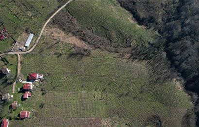 C 21 DEN DELİKKAYA ÖVÜNDÜK MAH. 18.600 M2 FINDIK BAHÇESİ 