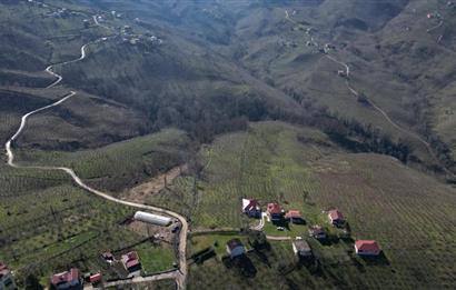 C 21 DEN DELİKKAYA ÖVÜNDÜK MAH. 18.600 M2 FINDIK BAHÇESİ 