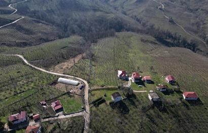 C 21 DEN DELİKKAYA ÖVÜNDÜK MAH. 18.600 M2 FINDIK BAHÇESİ 