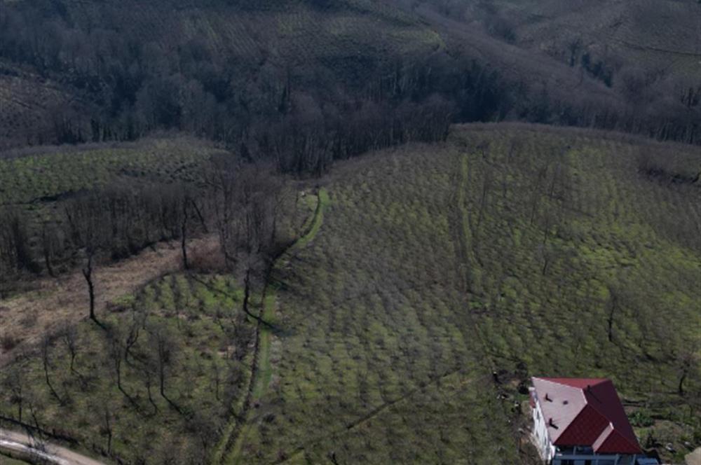 C 21 DEN DELİKKAYA ÖVÜNDÜK MAH. 18.600 M2 FINDIK BAHÇESİ 