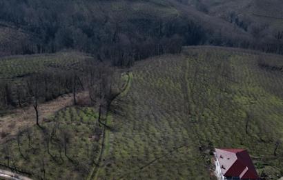 C 21 DEN DELİKKAYA ÖVÜNDÜK MAH. 18.600 M2 FINDIK BAHÇESİ 