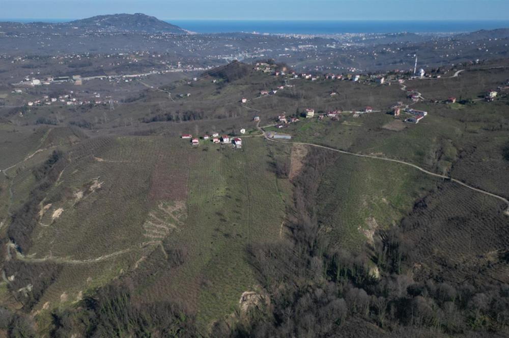 C 21 DEN DELİKKAYA ÖVÜNDÜK MAH. 18.600 M2 FINDIK BAHÇESİ 