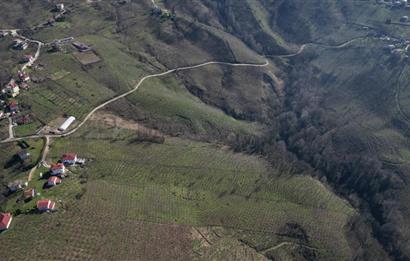 C 21 DEN DELİKKAYA ÖVÜNDÜK MAH. 18.600 M2 FINDIK BAHÇESİ 