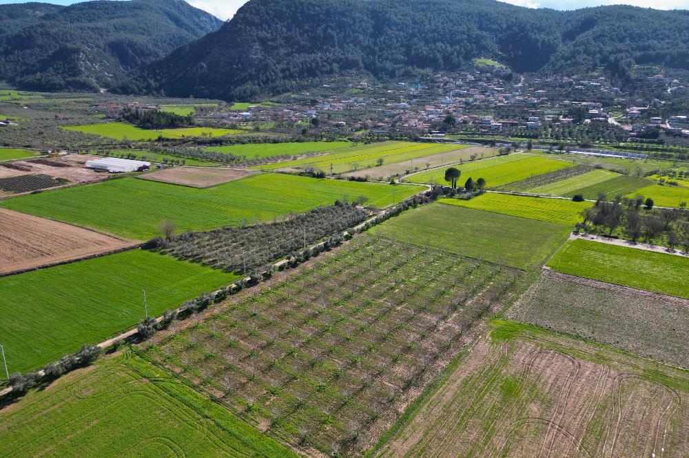 SATILIK  10.884 m² CEVİZ VE ZEYTİN BAHÇESİ