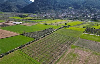 SATILIK  10.884 m² CEVİZ VE ZEYTİN BAHÇESİ