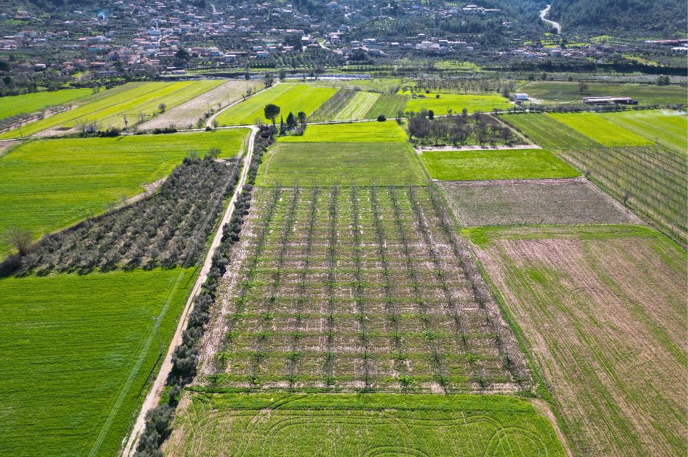 SATILIK  10.884 m² CEVİZ VE ZEYTİN BAHÇESİ