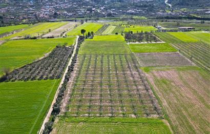 SATILIK  10.884 m² CEVİZ VE ZEYTİN BAHÇESİ