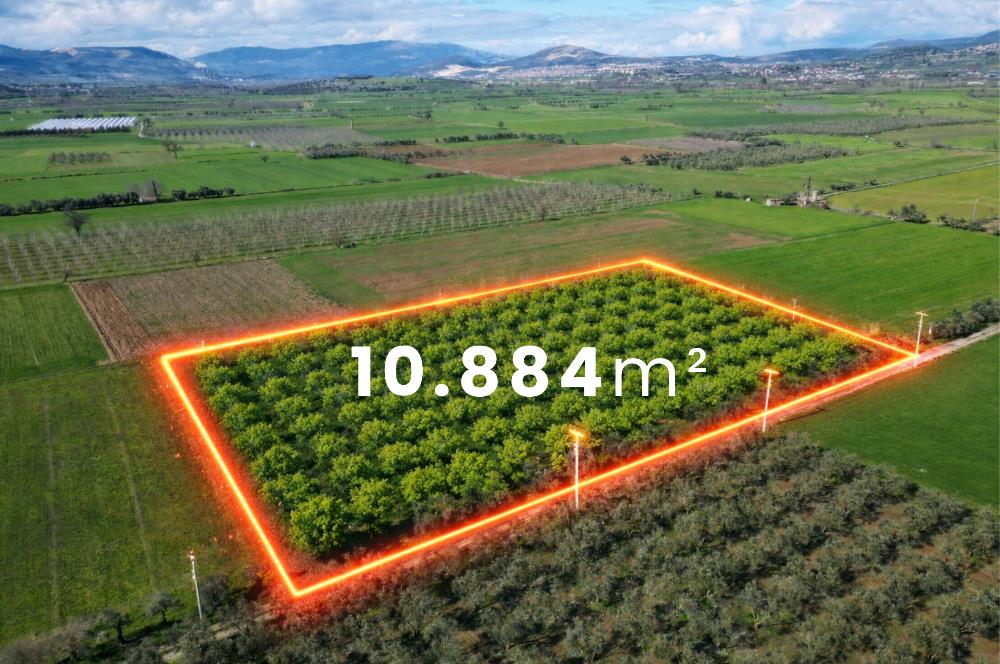 SATILIK  10.884 m² CEVİZ VE ZEYTİN BAHÇESİ