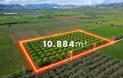 SATILIK  10.884 m² CEVİZ VE ZEYTİN BAHÇESİ