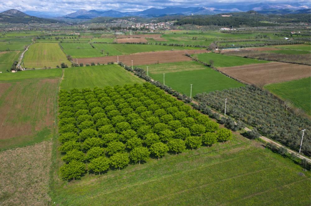 SATILIK  10.884 m² CEVİZ VE ZEYTİN BAHÇESİ