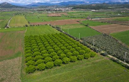 SATILIK  10.884 m² CEVİZ VE ZEYTİN BAHÇESİ