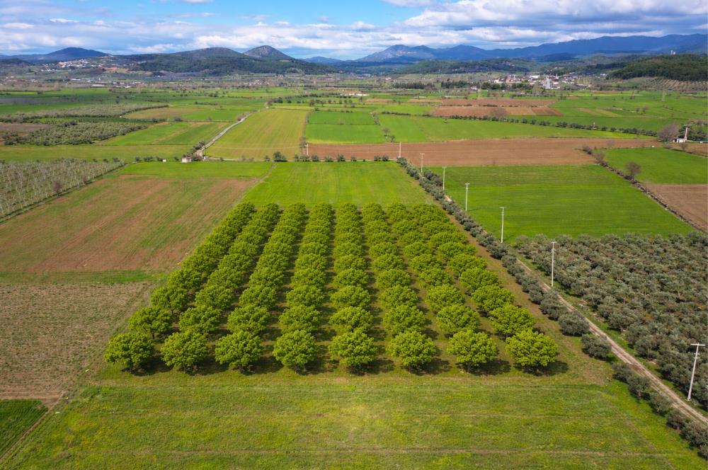 SATILIK  10.884 m² CEVİZ VE ZEYTİN BAHÇESİ