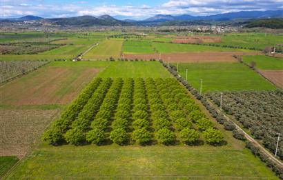 SATILIK  10.884 m² CEVİZ VE ZEYTİN BAHÇESİ