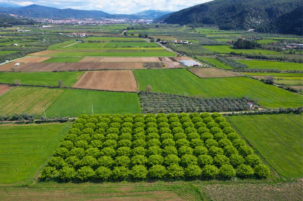 SATILIK  10.884 m² CEVİZ VE ZEYTİN BAHÇESİ