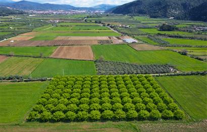 SATILIK  10.884 m² CEVİZ VE ZEYTİN BAHÇESİ