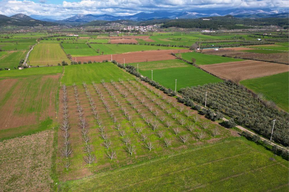 SATILIK  10.884 m² CEVİZ VE ZEYTİN BAHÇESİ