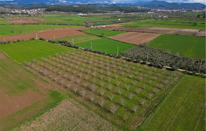 SATILIK  10.884 m² CEVİZ VE ZEYTİN BAHÇESİ