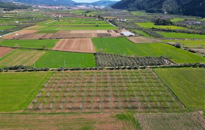 SATILIK  10.884 m² CEVİZ VE ZEYTİN BAHÇESİ