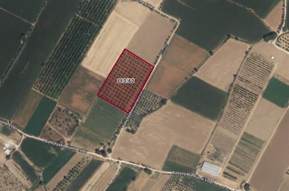 SATILIK  10.884 m² CEVİZ VE ZEYTİN BAHÇESİ