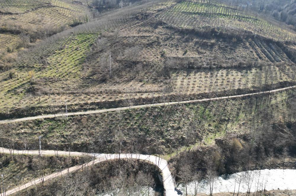 🌿 ORDU AYBASTI KÜÇÜKYAKA’DA DOĞAYLA İÇ İÇE 5.000 m² FINDIK BAHÇESİ 🌿