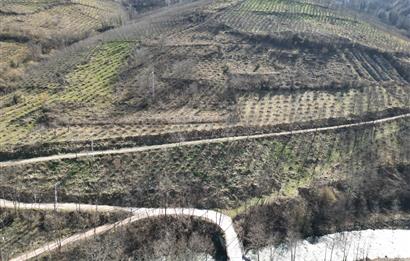 🌿 ORDU AYBASTI KÜÇÜKYAKA’DA DOĞAYLA İÇ İÇE 5.000 m² FINDIK BAHÇESİ 🌿