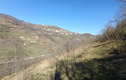 🌿 ORDU AYBASTI KÜÇÜKYAKA’DA DOĞAYLA İÇ İÇE 5.000 m² FINDIK BAHÇESİ 🌿