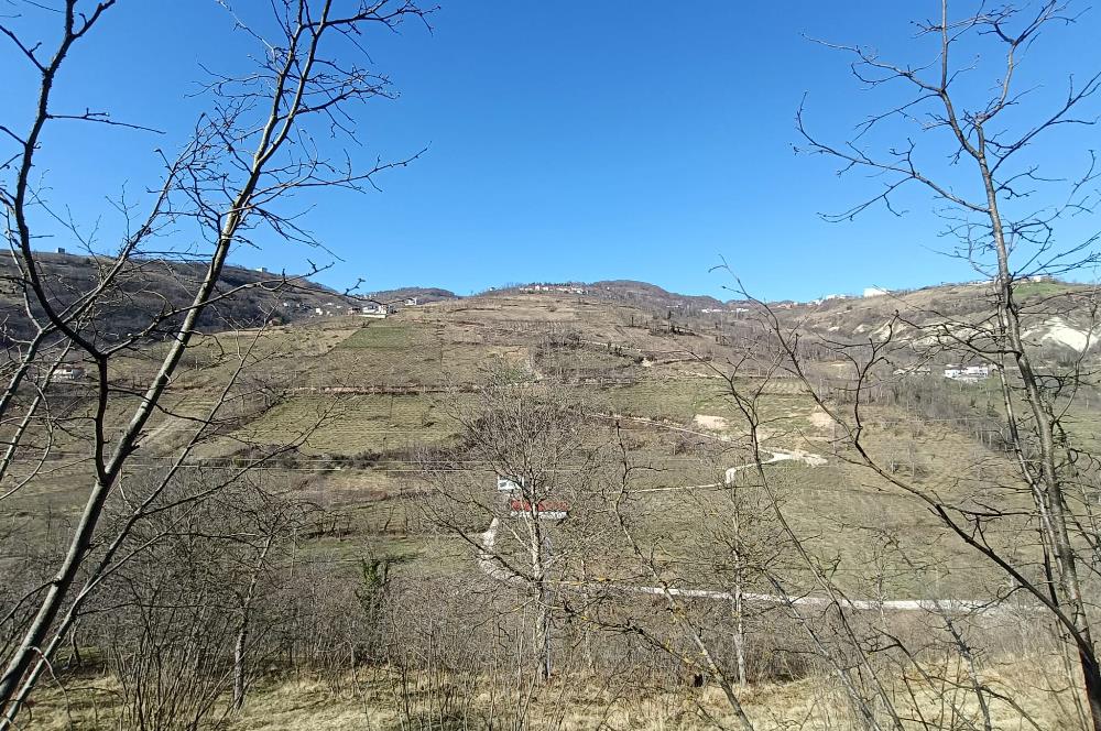 🌿 ORDU AYBASTI KÜÇÜKYAKA’DA DOĞAYLA İÇ İÇE 5.000 m² FINDIK BAHÇESİ 🌿