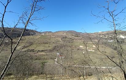 🌿 ORDU AYBASTI KÜÇÜKYAKA’DA DOĞAYLA İÇ İÇE 5.000 m² FINDIK BAHÇESİ 🌿