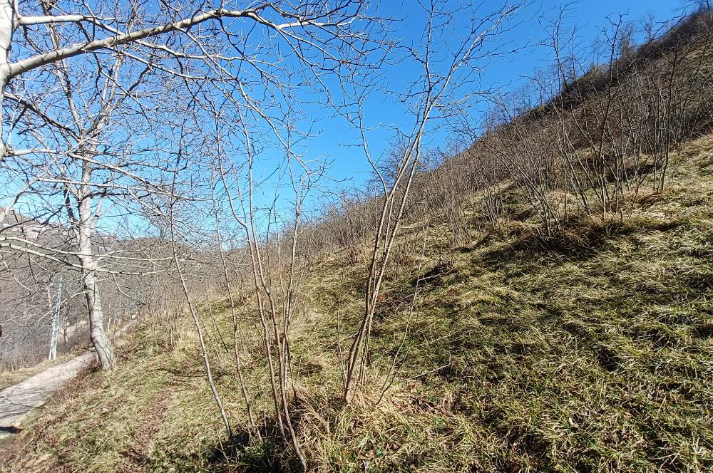 🌿 ORDU AYBASTI KÜÇÜKYAKA’DA DOĞAYLA İÇ İÇE 5.000 m² FINDIK BAHÇESİ 🌿