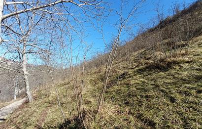 🌿 ORDU AYBASTI KÜÇÜKYAKA’DA DOĞAYLA İÇ İÇE 5.000 m² FINDIK BAHÇESİ 🌿