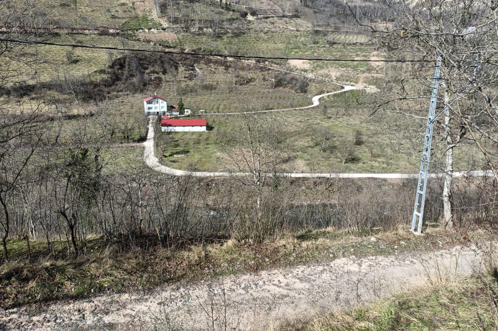 🌿 ORDU AYBASTI KÜÇÜKYAKA’DA DOĞAYLA İÇ İÇE 5.000 m² FINDIK BAHÇESİ 🌿